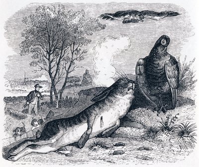 Tavşan ve keklik - La Fontaine'in Masalları by Grandville