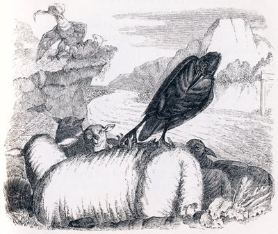 Kartalı taklit etmek isteyen kuzgun - La Fontaine