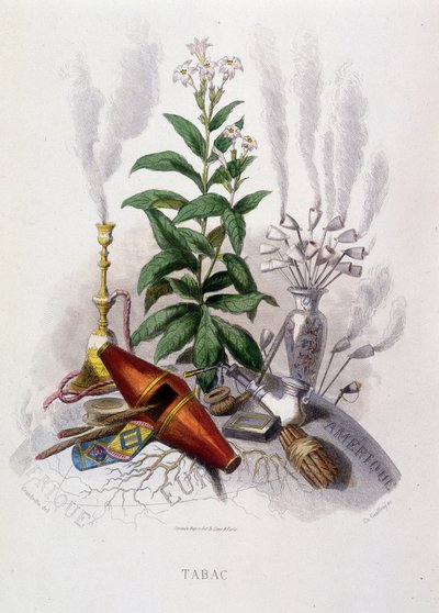 Tobacco plant and smoking utensils - in “” Animated flowers”” by Grandville by Grandville