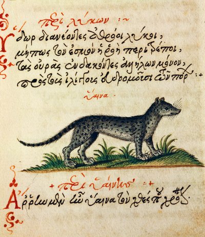 Sırtlan Üzerine İnceleme, Aelianus