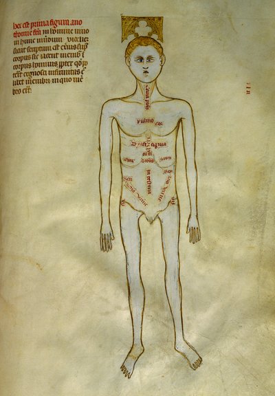 Anatomi ve cerrahi kurullar: erkek organların lokalizasyonu. 1345 dolaylarında Gui de Pavia tarafından "Frankların kralı VII. by Guido da Vigevano da Pavia