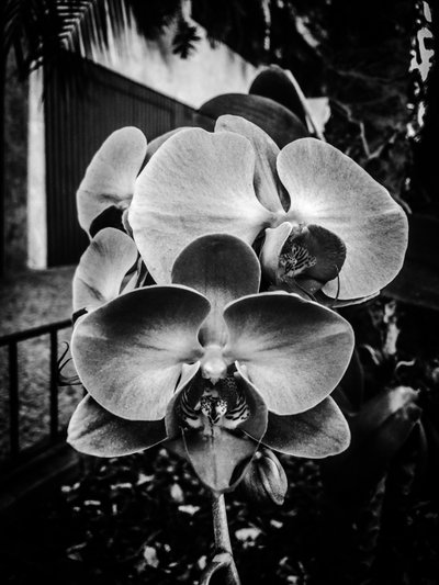 Çiçek nº 10, 2025 (fotoğraf) by Guilherme Pontes