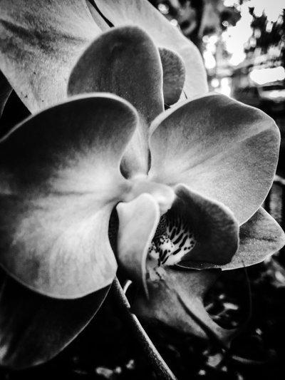 Çiçek nº 11, 2025 (fotoğraf) by Guilherme Pontes