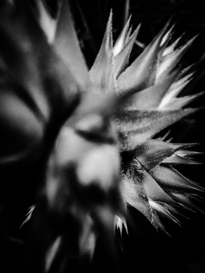  by Guilherme Pontes