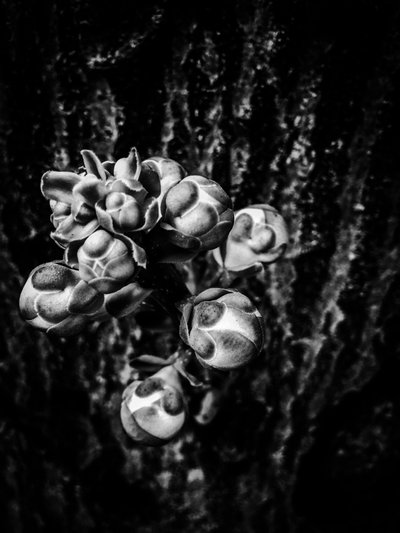  by Guilherme Pontes