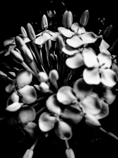  by Guilherme Pontes