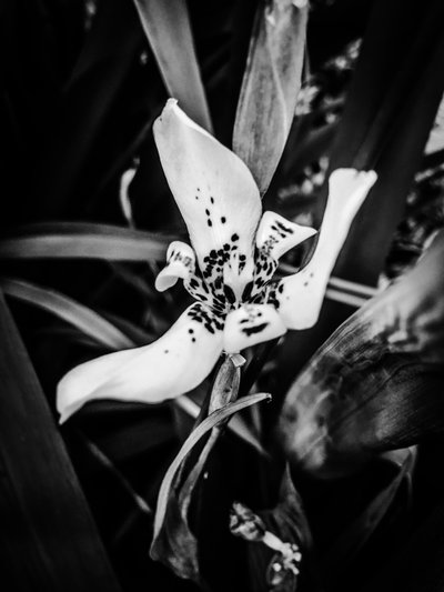 Çiçek nº 35, 2025 (fotoğraf) by Guilherme Pontes