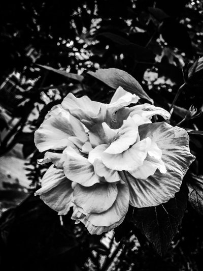 Çiçek nº 39, 2025 (fotoğraf) by Guilherme Pontes