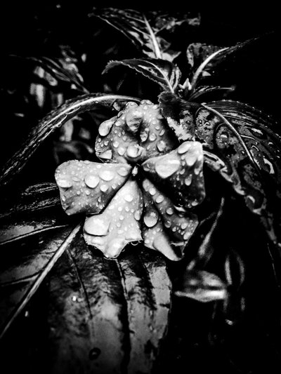 Çiçek nº 41 (fotoğraf) by Guilherme Pontes