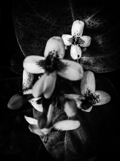 Çiçek nº 49 (fotoğraf) by Guilherme Pontes