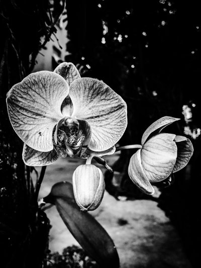  by Guilherme Pontes