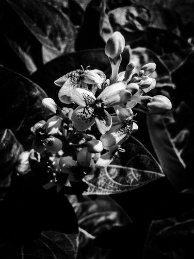  by Guilherme Pontes