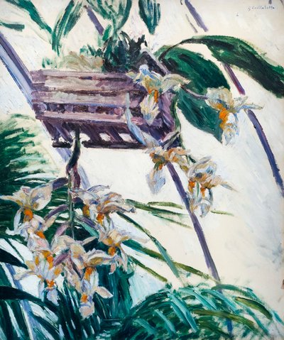 Orkideler, yak. 1893 (tuval üzerine yağlı boya) by Gustave Caillebotte