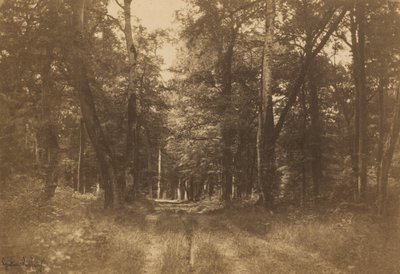 Bas-Bréau, Fontainebleau Ormanı, 1849-1852. by Gustave Le Gray