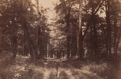 Bas-Breau, Fontainebleau Ormanı,1852 (fotoğraf) by Gustave Le Gray