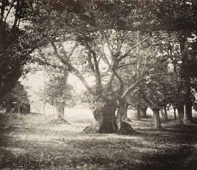 Ağaç, Fontainebleau Ormanı by Gustave Le Gray