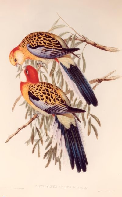MUHTEŞEM PLAKALAYICI by H.C. Richter