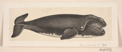 Bir balina by H. C. Henneberg
