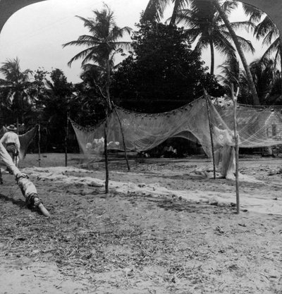 Sahilde ağlarını kurutan balıkçılar, Basseterre, St Christopher, Batı Hint Adaları. by H. C. White
