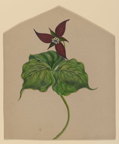 Bordo Kırmızı Çiçek by H. Lynde