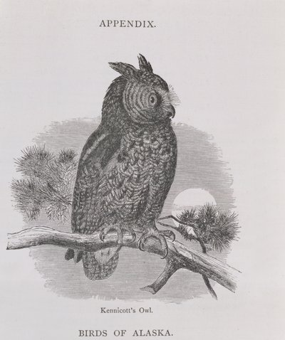 Kennicotts Owl, from Alaska and its Resources, William H. Dall tarafından, H. H. Nicholls tarafından oyulmuş, pub. 1870 by H. W., Elliot