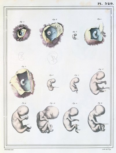 Jules Cloquet (1790-1883) tarafından de Frey tarafından oyulmuş 