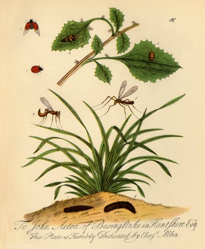 Uğur Böceği ve Uzun Bacaklı Baba: Coccinella ve Tipula oleracea