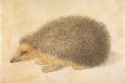 Bir Kirpi Erinaceus roumanicus, 1584