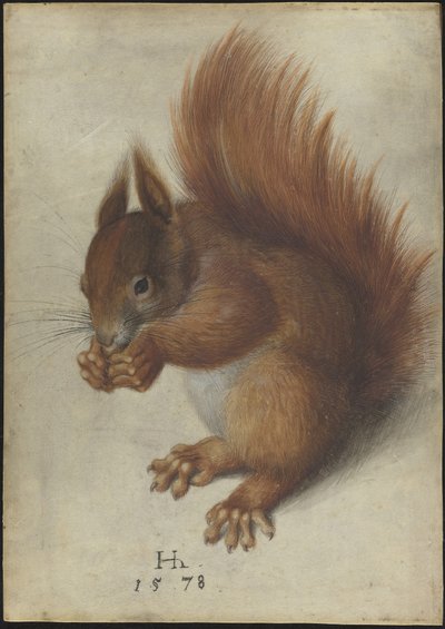 Kırmızı sincap by Hans Hoffmann