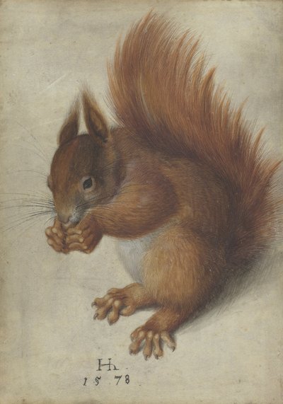 Kırmızı sincap by Hans Hoffmann