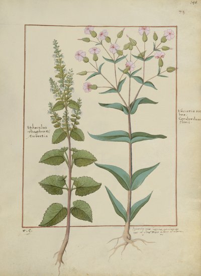 Bayan Fr. Fv VI #1 fol.148r Mattheaus Platearius