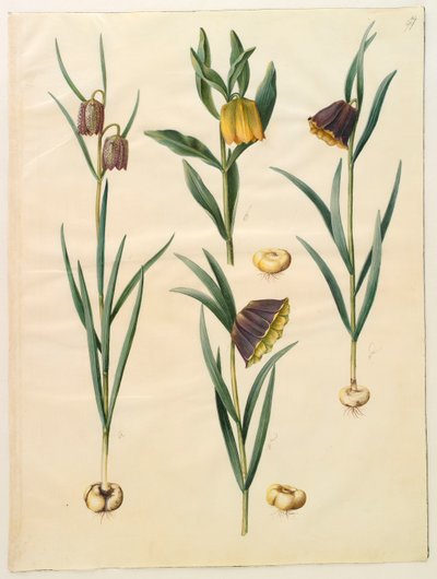 Gottorf Codex albümünden Fritillaria meleagris, c.1650 (parşömen üzerine guaj) by Hans Simon Holtzbecher