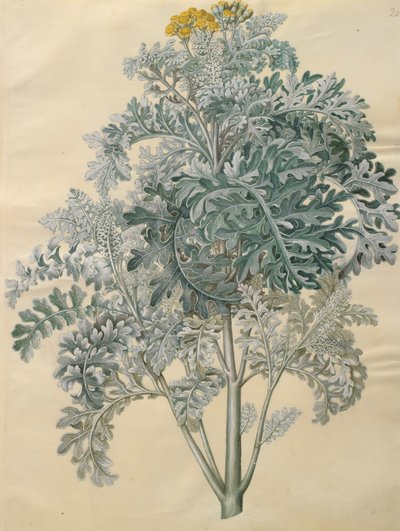 Gottorfer Codex albümünden Jacobaea maritima, c.1650 (parşömen üzerine guaj) by Hans Simon Holtzbecher