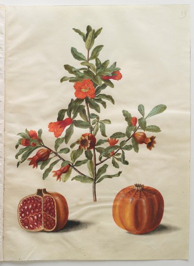 Gottorfer Codex albümünden Punica granatum, c.1650 (parşömen üzerine guaj) by Hans Simon Holtzbecher