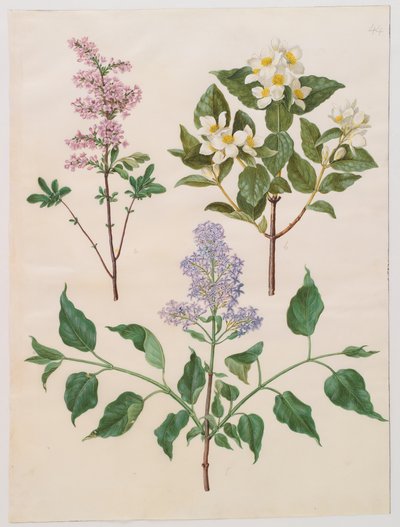 Gottorfer Codex albümünden Syringa persica, philadelphus coronarius ve syringa vulgaris, c.1650 (parşömen üzerine guaj) by Hans Simon Holtzbecher