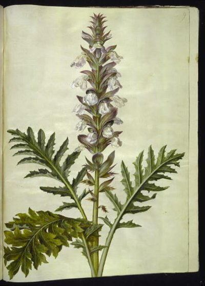 Acanthus hungaricus (ungarsk akantus) by Hans Simon Holtzbecker