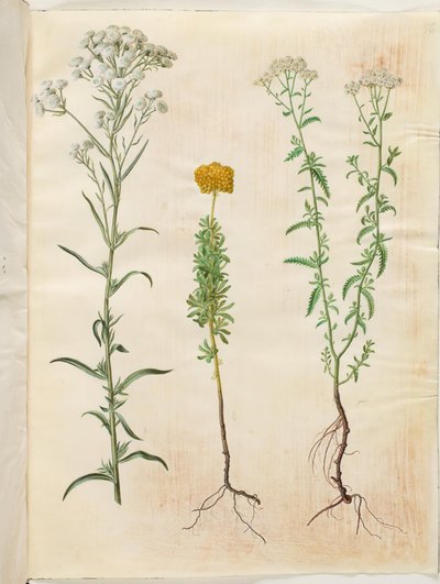 Achillea ptarmica (gümüş düğme civanperçemi); Achillea ageratum (balsam civanperçemi); Achillea millefolium (ortak civanperçemi) by Hans Simon Holtzbecker