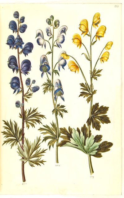 Aconitum napellus (?) (fırtına için); Aconitum variegatum, evt. Aconitum ×cammarum (?) (broget stormhat, evt. have-stormhat); Aconitum anthora (finbladet fırtına şapkası) by Hans Simon Holtzbecker