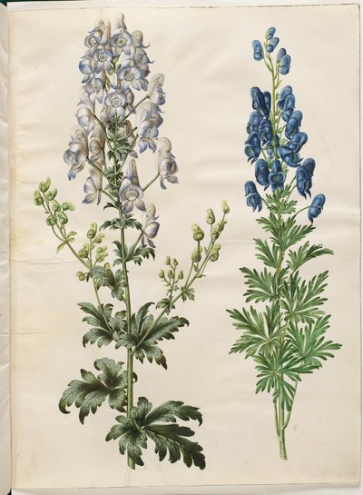 Aconitum variegatum (broget stormhat); Fosfor (fırtına şapkası) by Hans Simon Holtzbecker