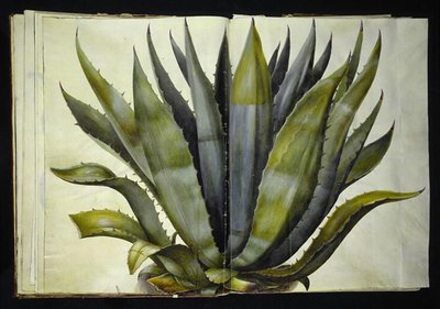 Agave americana (ortak agav) by Hans Simon Holtzbecker