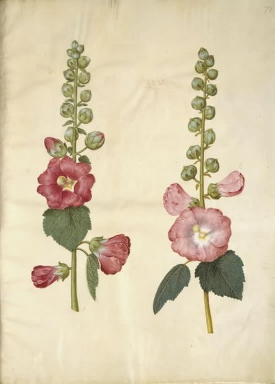 Alcea rosea (var-stokroz) by Hans Simon Holtzbecker