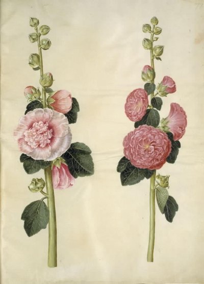 Alcea rosea (var-stokroz) by Hans Simon Holtzbecker
