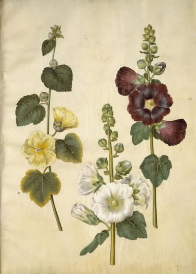 Alcea rosea (var-stokroz) by Hans Simon Holtzbecker