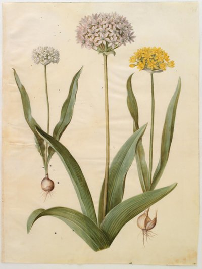 Allium moly (altın soğan); Allium nigrum (siyah soğan) by Hans Simon Holtzbecker