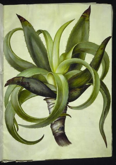 Aloe (aloe) by Hans Simon Holtzbecker