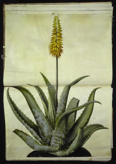 Aloe vera (doktor-aloe) by Hans Simon Holtzbecker