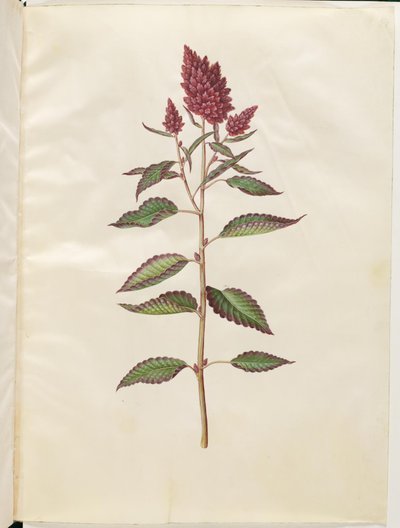 Amaranthus kanlı (rod amarant) by Hans Simon Holtzbecker