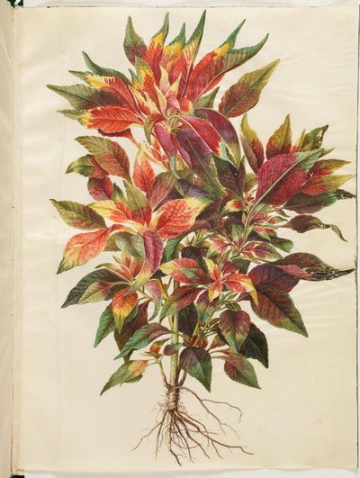 Amaranthus üç renkli (papağan-amaranth) by Hans Simon Holtzbecker
