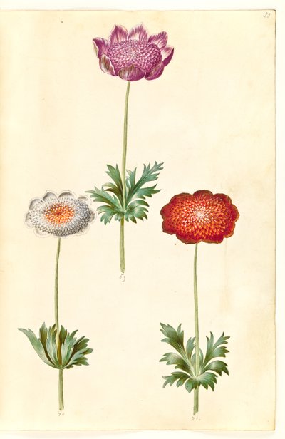 Anemone coronaria (fransk anemon) by Hans Simon Holtzbecker