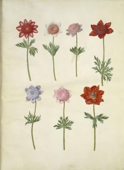 Anemone coronaria (fransk anemon) by Hans Simon Holtzbecker